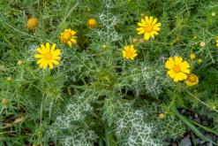 Xylophagou - Prodloužený víkend po Kypru (březen 2024)