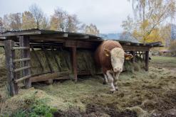 Šumava - Prodloužený víkend (říjen 2015)