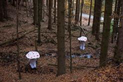 PRAmochury / v roli hub - velký obarvený kruh z papíru / Boubínský prales, CHKO Šumava