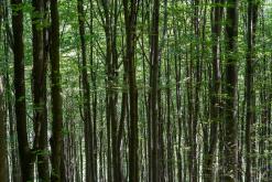 Radhošť, CHKO Beskydy - červen 2024