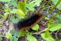 Radhošť, CHKO Beskydy - červen 2024