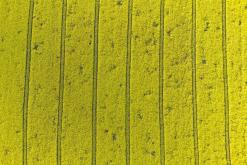 Zřícenina hradu Košťálov - duben 2024