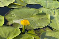 přívoz Malé Žernoseky