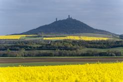 Zřícenina hradu Košťálov - duben 2024