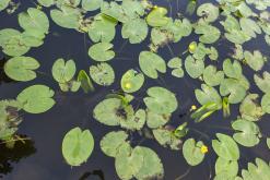 přívoz Malé Žernoseky (29.8.2024)