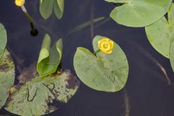 přívoz Malé Žernoseky (29.8.2024)