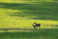 Zřícenina hradu Košťálov - 20.5.2024