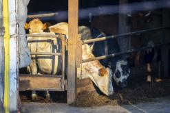 Zřícenina hradu Košťálov - 20.5.2024