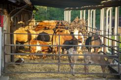 Zřícenina hradu Košťálov - 20.5.2024