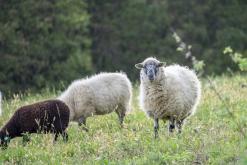 Třebenice a okolí - 13.10.2024