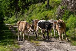 Dolomity - Prodloužený víkend v Itálii (červenec 2024)