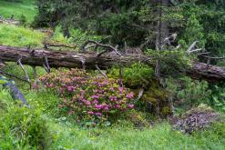 Dolomity - Prodloužený víkend v Itálii (červenec 2024)