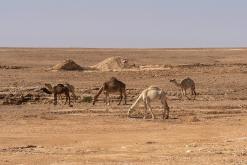 pohoří Tuwaiq - Týden po Saudské Arábii (prosinec 2024)