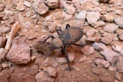 pohoří Tuwaiq - Týden po Saudské Arábii (prosinec 2024)