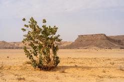 pohoří Tuwaiq - Týden po Saudské Arábii (prosinec 2024)