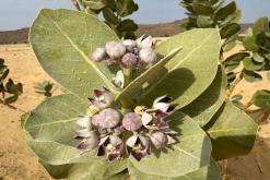 pohoří Tuwaiq - Týden po Saudské Arábii (prosinec 2024)