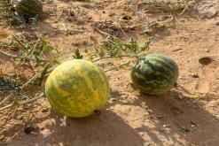 pohoří Tuwaiq - Týden po Saudské Arábii (prosinec 2024)