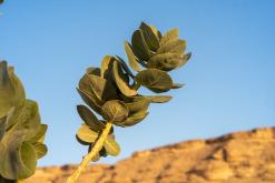 pohoří Tuwaiq - Týden po Saudské Arábii (prosinec 2024)