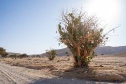 pohoří Tuwaiq - Týden po Saudské Arábii (prosinec 2024)