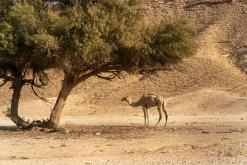 pohoří Tuwaiq - Týden po Saudské Arábii (prosinec 2024)