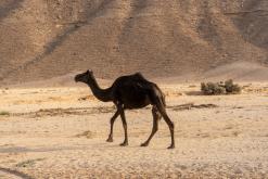 pohoří Tuwaiq - Týden po Saudské Arábii (prosinec 2024)