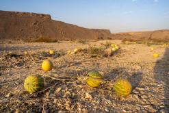 pohoří Tuwaiq - Týden po Saudské Arábii (prosinec 2024)