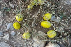 pohoří Tuwaiq - Týden po Saudské Arábii (prosinec 2024)