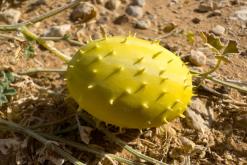 pohoří Tuwaiq - Týden po Saudské Arábii (prosinec 2024)