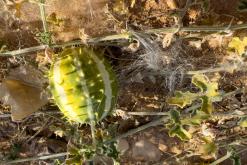 pohoří Tuwaiq - Týden po Saudské Arábii (prosinec 2024)