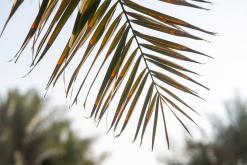 Rijád - Týden po Saudské Arábii (prosinec 2024)