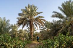 Rijád - Týden po Saudské Arábii (prosinec 2024)