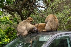 Gibraltar - Prodloužený víkend po Španělsku (duben 2024)