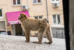 Gibraltar - Prodloužený víkend po Španělsku (duben 2024)