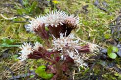 Dachstein - Prodloužený víkend v Alpách (duben 2025)
