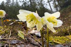 Dachstein - Prodloužený víkend v Alpách (duben 2025)