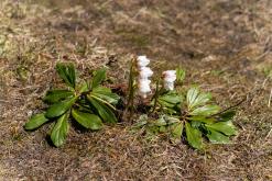Dachstein - Prodloužený víkend v Alpách (duben 2025)