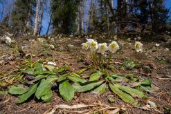 Dachstein - Prodloužený víkend v Alpách (duben 2025)