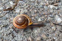 Bad Aussee - Prodloužený víkend v Alpách (duben 2025)