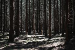 Český les - květen 2016