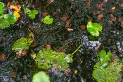 Kõnnu Suursoo - Prodloužený víkend u Baltu (září 2024)