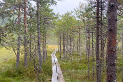 Kõnnu Suursoo - Prodloužený víkend u Baltu (září 2024)