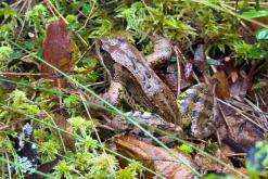 Kõnnu Suursoo - Prodloužený víkend u Baltu (září 2024)