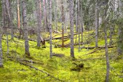 Kõnnu Suursoo - Prodloužený víkend u Baltu (září 2024)