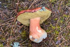 Kõnnu Suursoo - Prodloužený víkend u Baltu (září 2024)