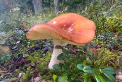 Kõnnu Suursoo - Prodloužený víkend u Baltu (září 2024)