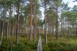 Kõnnu Suursoo - Prodloužený víkend u Baltu (září 2024)