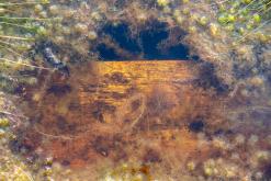 Kõnnu Suursoo - Prodloužený víkend u Baltu (září 2024)