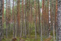 Kõnnu Suursoo - Prodloužený víkend u Baltu (září 2024)