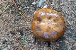 Kõnnu Suursoo - Prodloužený víkend u Baltu (září 2024)