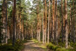 Kõnnu Suursoo - Prodloužený víkend u Baltu (září 2024)